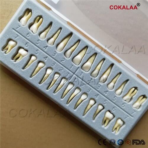 Good Quality Dental Oral 28 PCS Adult Permanent Teeth Model Full Mouth Odontologia Communication