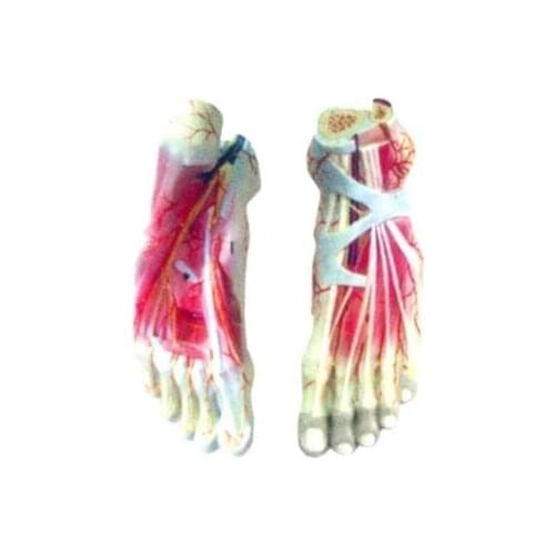 Human foot local anatomical model Medical teaching training model 24*8.5*11cm free shipping