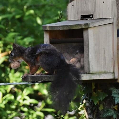 Wooden Squirrel Feeder Box with Lid Durable Wood Feeding Station for Outdoor