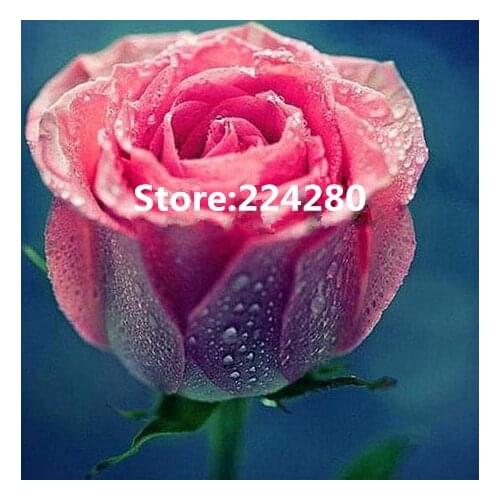 New Needlework,Cross stitch,14CT Unprinted Embroidery kits Dew Pink Rose Colorful flower Cross-Stitching,DIY Handmade decor