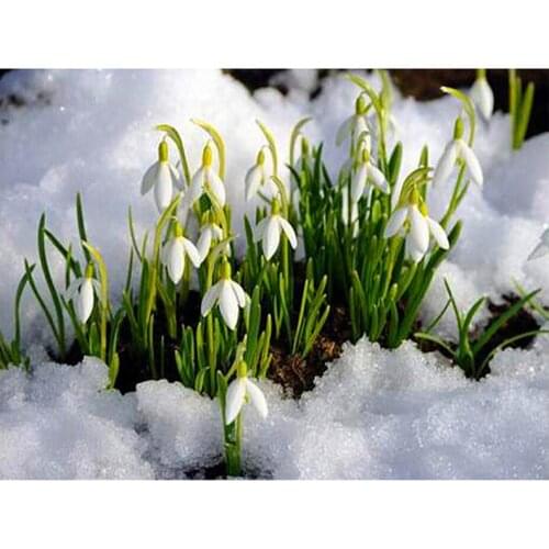 5D Diy Diamond Painting Needlework Square Round Full Diamond Embroidery Spring Buds Paintings by number wall Arts stickerZP-1128