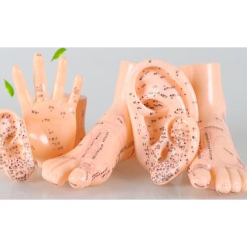English Human meridian acupoint model ear/hand/foot acupuncture reflex zone acupoint for acupuncture learning