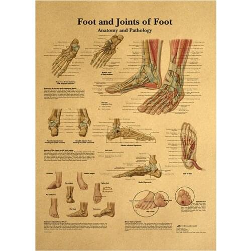 Foot Joints Of Foot Chart Anatomy Pathology Poster Canvas Painting Wall Pictures For Education Doctors Office Classroom