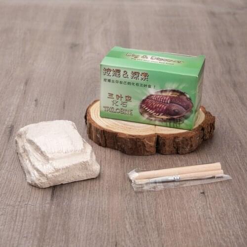 Natural Trilobite Stone Tail Brachiopod Specimen Trilobites Ancient Marine Insect Original Stone Collection Teaching Science