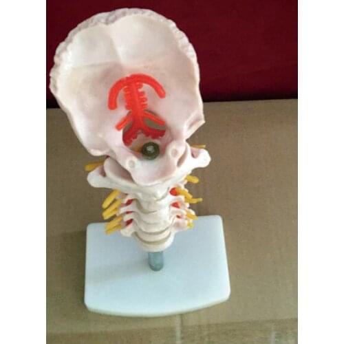 Cervical vertebra human cervical spine with neck artery occipital cervical disc and nerve orthopedic bone skeleton model