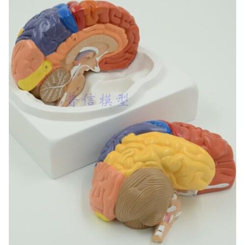 Brain model brain function regional model human brain anatomy model teaching use model
