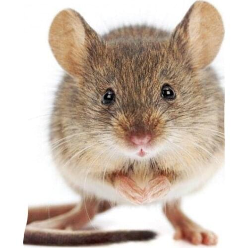 2021 new Clothing New Summer The mouse 3D Print T shirt Men Streetwear Short Sleeve Tees Tops Beautiful Male Casual Clothes