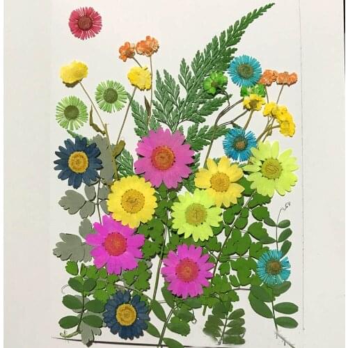 Assorted Dried Pressed Flower+Leaf Leaves Plant Herbarium For Jewelry Photo Frame Phone Case Craft Making DIY-DH013