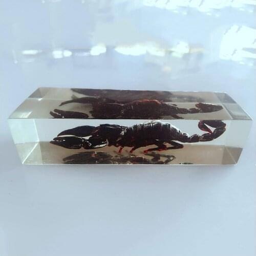 Creative scorpion insect resin handicraft factory direct sale specimen teaching handicraft shape animal specimen