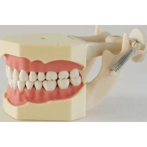 Dental SF Type Study Model 32pcs Teeth with with DP Articulator Soft Gum