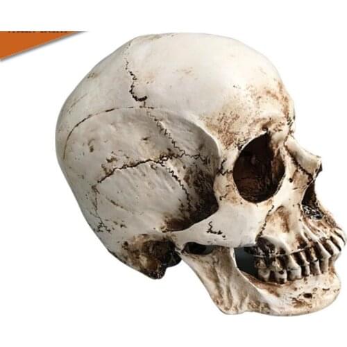 Simulation 1:1 art copy sketch skull model resin medical skull education teaching equipment gift