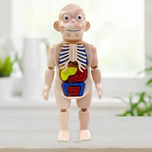 18Pcs/Set Human Model Removable Educational Toy Plastic Rotatable Organ Assembly Toy for Kids