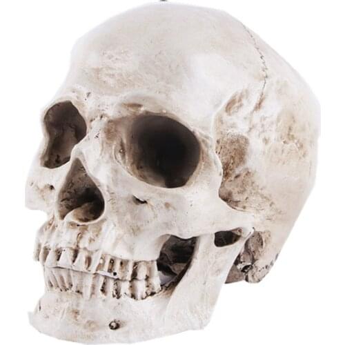 Resin Crafts Skull Model 1:1 Teaching Supplies Home Decoration Statue Sculpture Living Room Bar Ornaments Halloween Gift