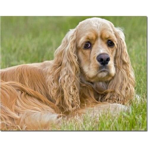 Diamond Painting American Cocker Spaniel dogs Full Square round Diamond Mosaic 5D DIY Diamond Embroidery pet dog