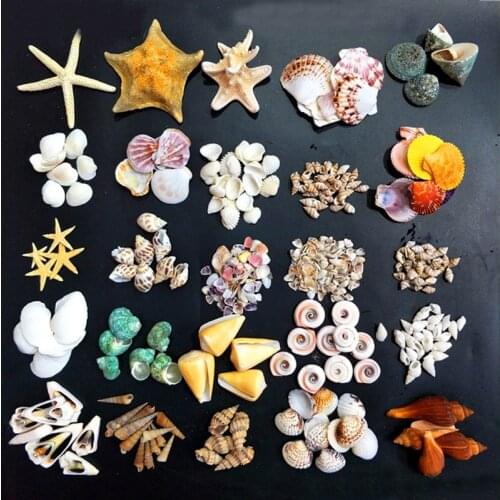 Mix Natural Sea Shells Conch Coquillage Beach Decor Craft DIY Marine Style Fish Tank Seashells Home Micro-landscape Decorations