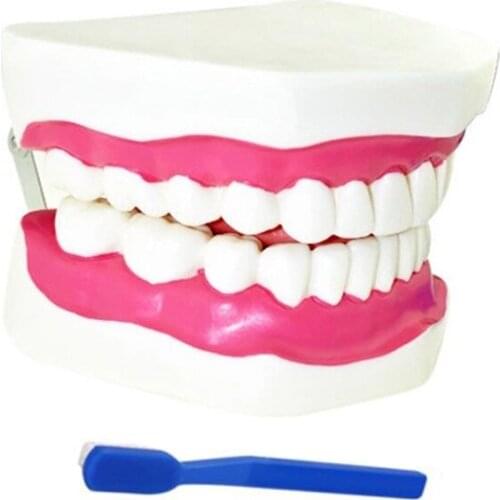 2021 Easy to Assemble and Observe Proportionally Accurate Human Teeth Model Useful and Practical for Doctors in The Hospitals