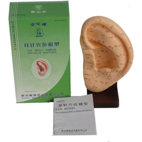 22cm ear acupuncture model showing auricular acupoints with base ear model ear massage model