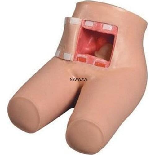 Enema and assisted defecation training model enema defecation model