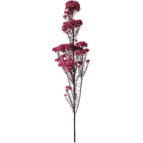 40-60cm Natural Plant Dried Flower Preserved Immortal Millet Flore Decoration Bouquet Gift For Home/Wedding/Party Valentines Day