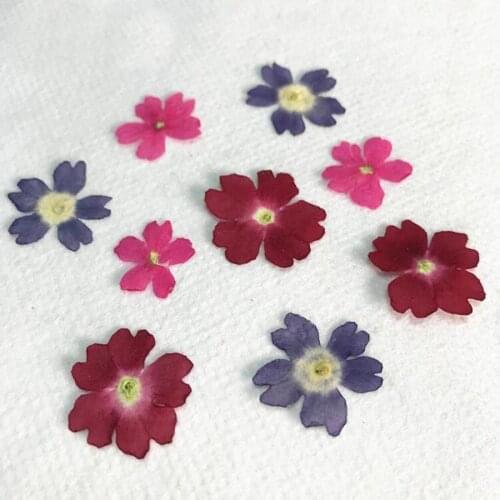 12pcs Mini Pressed Dried Natural Verbena Flower Plant Herbarium For Jewelry Postcard Invitation Card Phone Case Bookmark DIY