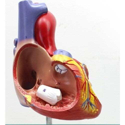 Human heart anatomy model Color Doppler heart structure model 2x enlargement with digital number mark
