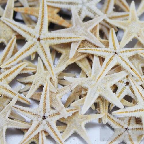 10pcs/lot Natural beige small starfish toe shell derlook yangtz decoration diy sea star 1-10cm