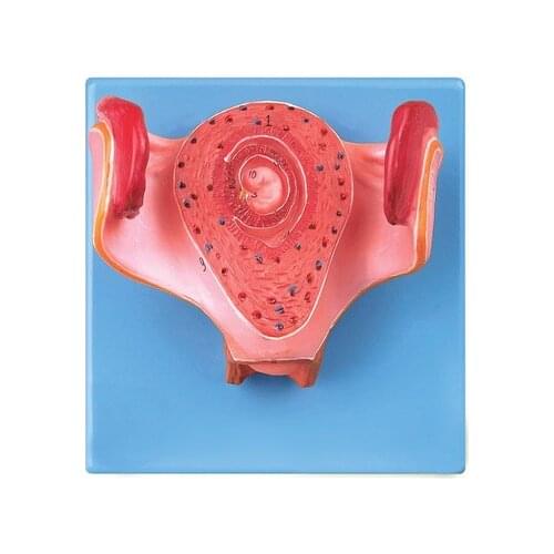 Natural size one month embryo model Embryonic development process Medical teaching demonstration simulation model