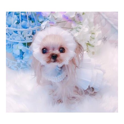 Pet Handmade dog Teddy Yorkshire Chihuahua hood headband hair band headband hair accessory maid wig