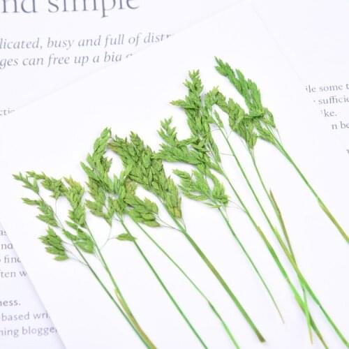 8-10cm/20pcs,Natural Pressed eternal Flowers plant,DIY Wedding invitations Craft gift Bookmark Decoration,Scented candle decor