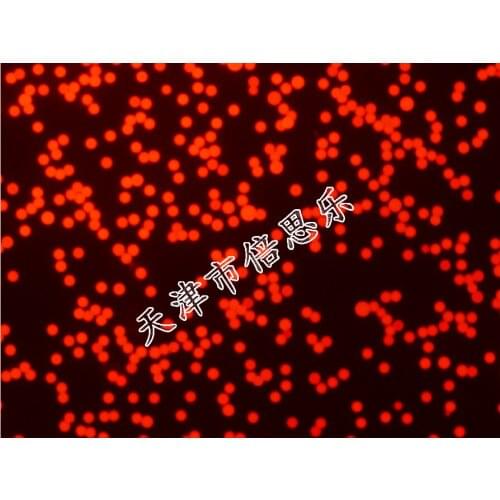 Lumisphere Monodisperse Polymethyl Methacrylate Fluorescent Microspheres/red Orange Green Blue/PMMA Fluorescent Microsphere