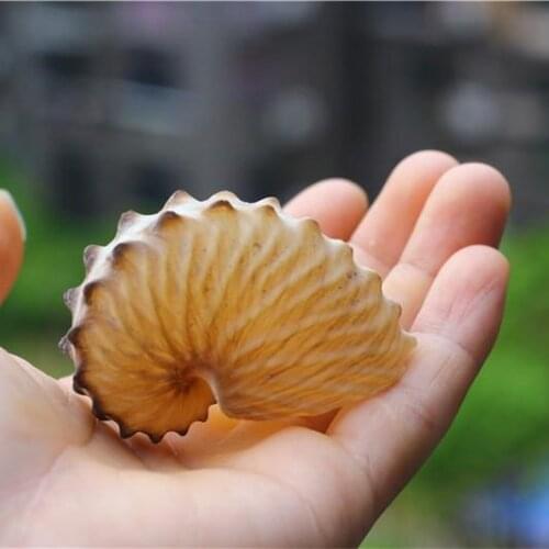 Rare Natural Conch Sea Shells Seashells For Home Decorations,Fish Tank And Shell Collector