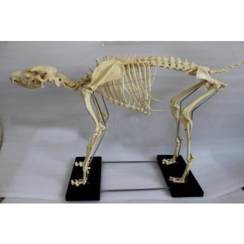 1.2M dog skeletal specimens dog skeleton model educational equipment teaching model life size dog bone skeleton