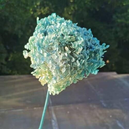 18-20cm Head,Natural Preserved Gradient Anna Hydrangea with stem,Display flower bunch for Wedding Home Decoration accessories
