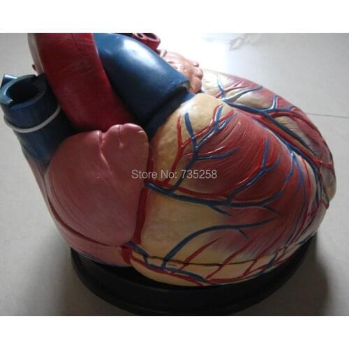 Heart Amplification Model,Human Heart Anatomy Model