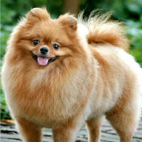 New Diamond Painting Cross Stitch Kits Cat Dog,Needlework 5d Full Drill Resin Mosaic,Diamond Embroidery Rhinestones Home Decor