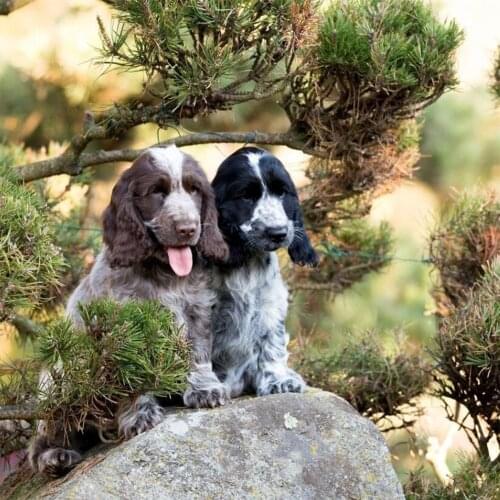 PDMDOG 5D,Diamond Painting Cross Stitch dog,Full,Diamond Embroidery,English Cocker Spaniel,3D,Diamond Mosaic patterns,Needlework