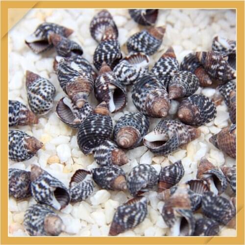50pcs black sea star shell natural shell small conch creative DIY handmade materials drifting bottle shell painting accessories