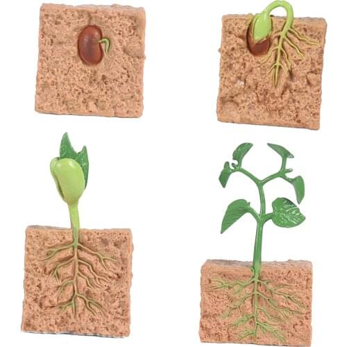 4 Piece Life Cycle Figures, Plants Plastic Soybeans Seeds Toy Model Figure - Authentic Hand Painted Model