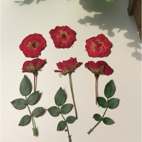 12pcs Pressed Dried Red Rose+Bud+Leaf Flower Plant Herbarium For Jewelry Postcard Invitation Card Phone Case Bookmark DIY