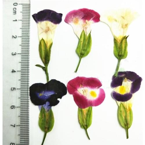 2018 New Petunia Hydrida Decorative Flowers Pressed Flower For DIY Home Ornament 120Pcs