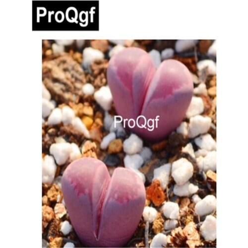 Ngryise 1 set fashion dark blue luxurious sofa