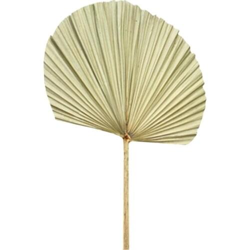 Palm Fan Leaf Dried Flower Palm Leaf Window Reception Party Art Wall Hanging Decoration Wedding Arch Arrangement