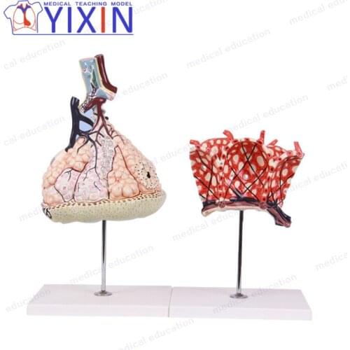 Human Anatomy Respiratory System Model Enlarged Alveolus and Pulmonary Lobule for Medical Students Learning