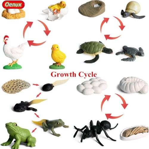 Oenux Lifelike Simulation Animals Growth Cycle Action Figures Turtle Chicken Tadpole Ant Nest Model Educational Cute Kids Toy