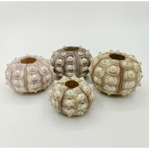 6-7 cm big Large-size medallion sea urchin shell, purple-gray, big size, good appearance home courtyard decoration