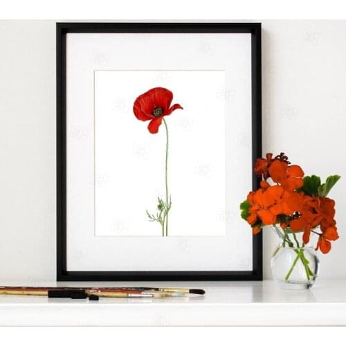 Red Flower Poppy Flower Prints Vintage Botanical Illustration Poster Wall Art Canvas Painting Picture Home Room Wall Decoration