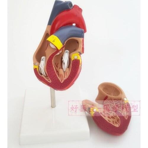 1:1 Human heart anatomy model Medical teaching model free shipping