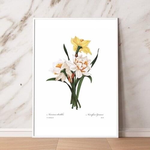 Daffodil Botanical Canvas Poster Spring Wall Decorative Picture Kitchen Cottage Bedroom Painting Prints French Living Room Decor