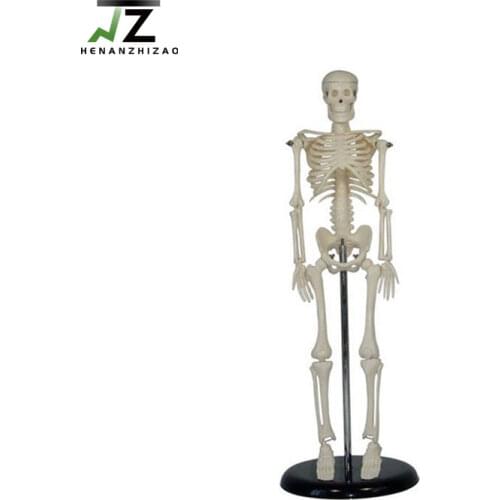 45cm Medical Anatomical Mini Skeleton