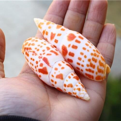 Hot Sale Natural Conch and Shell Koi Pen Screw Pencil Spiral Fish Tank Aquarium Landscaping Decoration Shooting Props